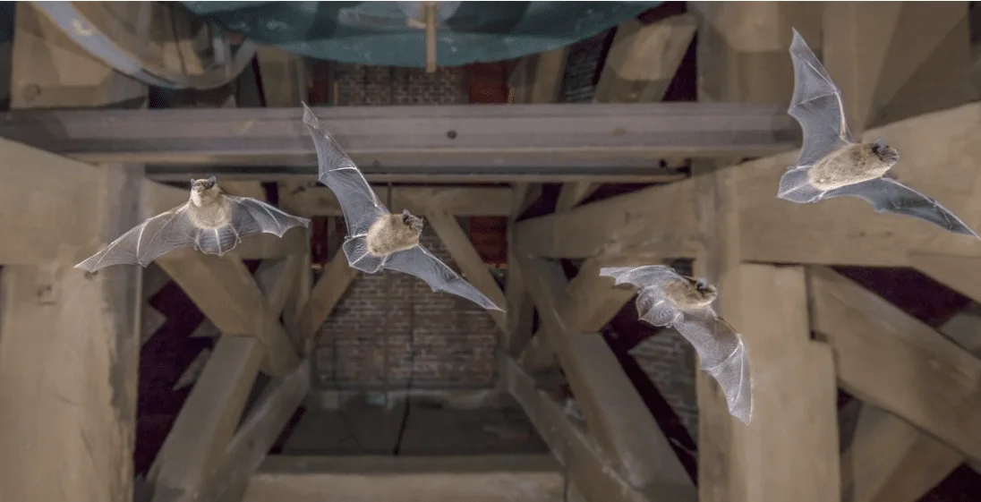 Bats flying near an attic opening