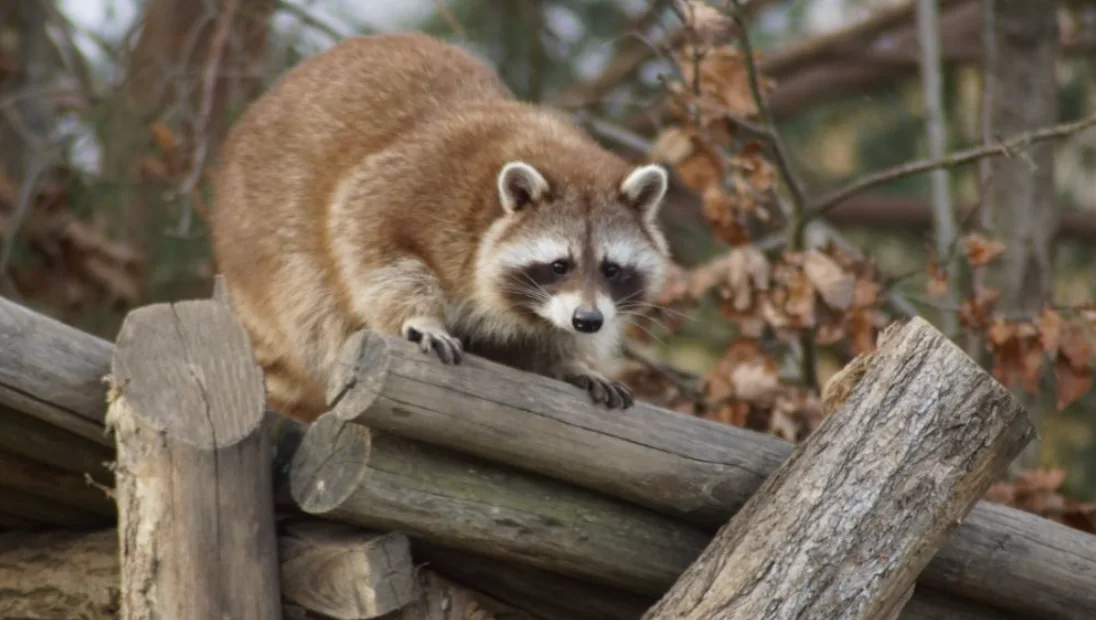 A raccoon in its natural wooded habitat