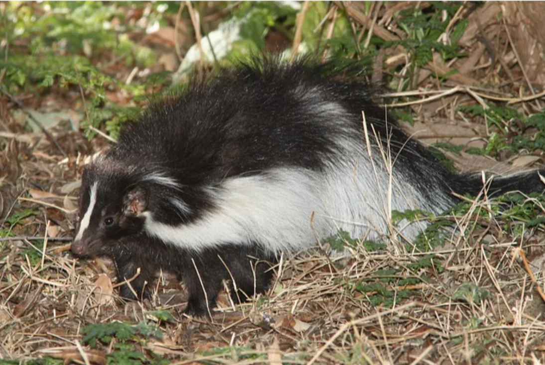 A skunk among leaves and low foliage